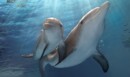 Home Release – Dolphin Tale 2