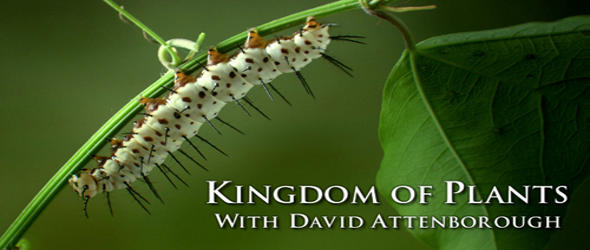 kingdom-of-plants-banner